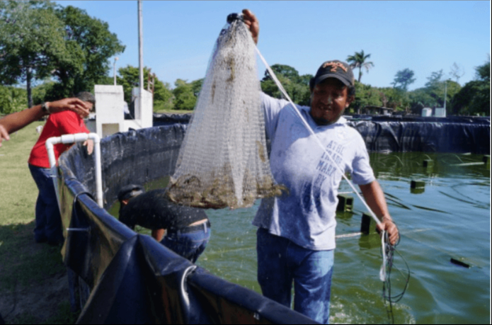 El sector no logra vender a buen precio el producto por la competencia.