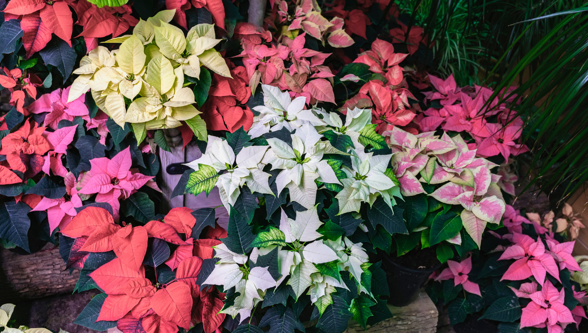 Existen variedad de colores, desde rojas, rosada, doradas y blancas