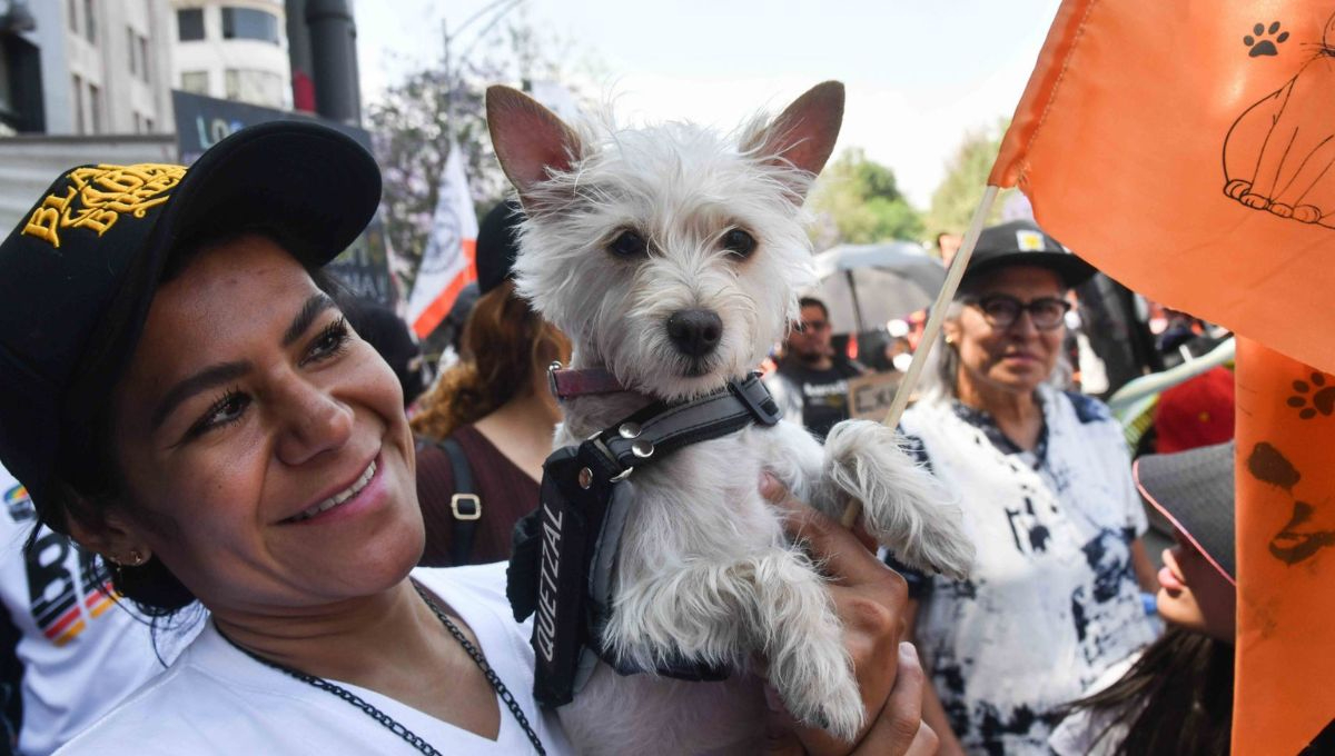 La Cámara de Diputados aprobó la reforma constitucional para la protección animal en México