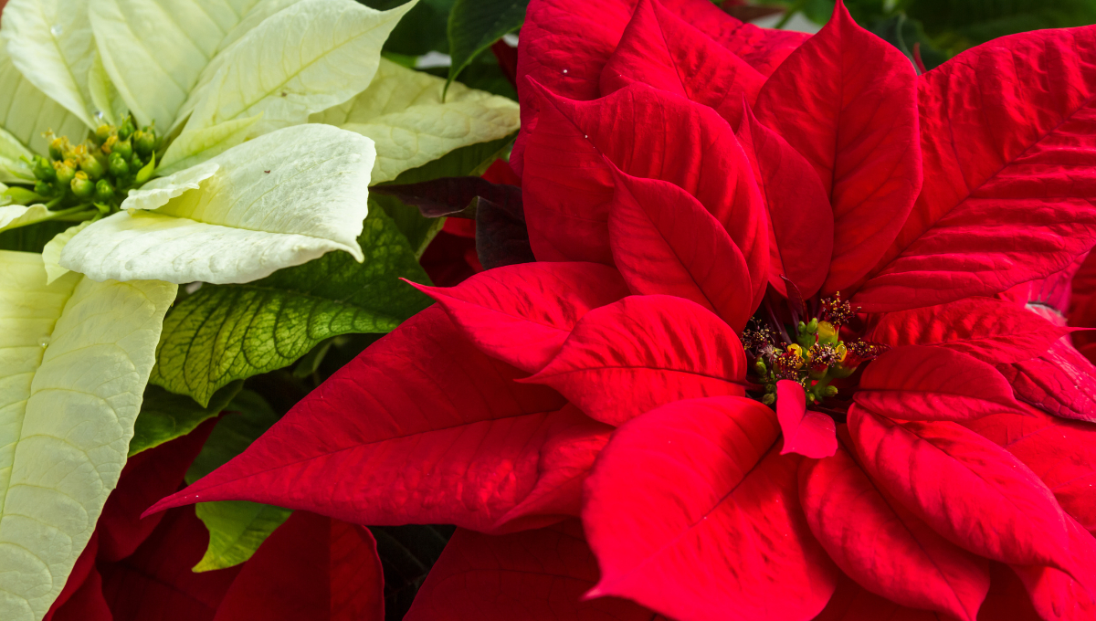 ¿Conoces la Cuetlaxóchitl? La flor mexicana que da color a la navidad en todo el mundo