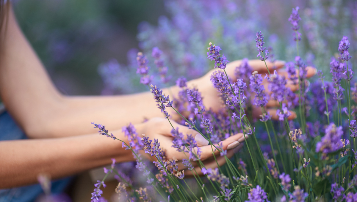 La lavanda, conocida por su fragancia relajante, también es excelente para mantener alejados a los mosquitos