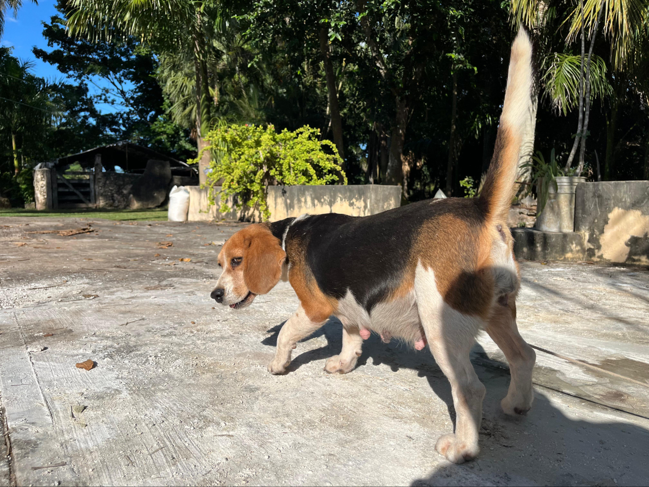 Son más de 10 las mascotas que han muerto en Ixil por envenenamiento