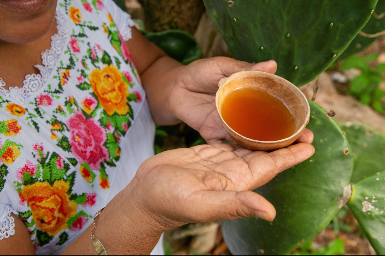 Balché, bebida típica de Cancún