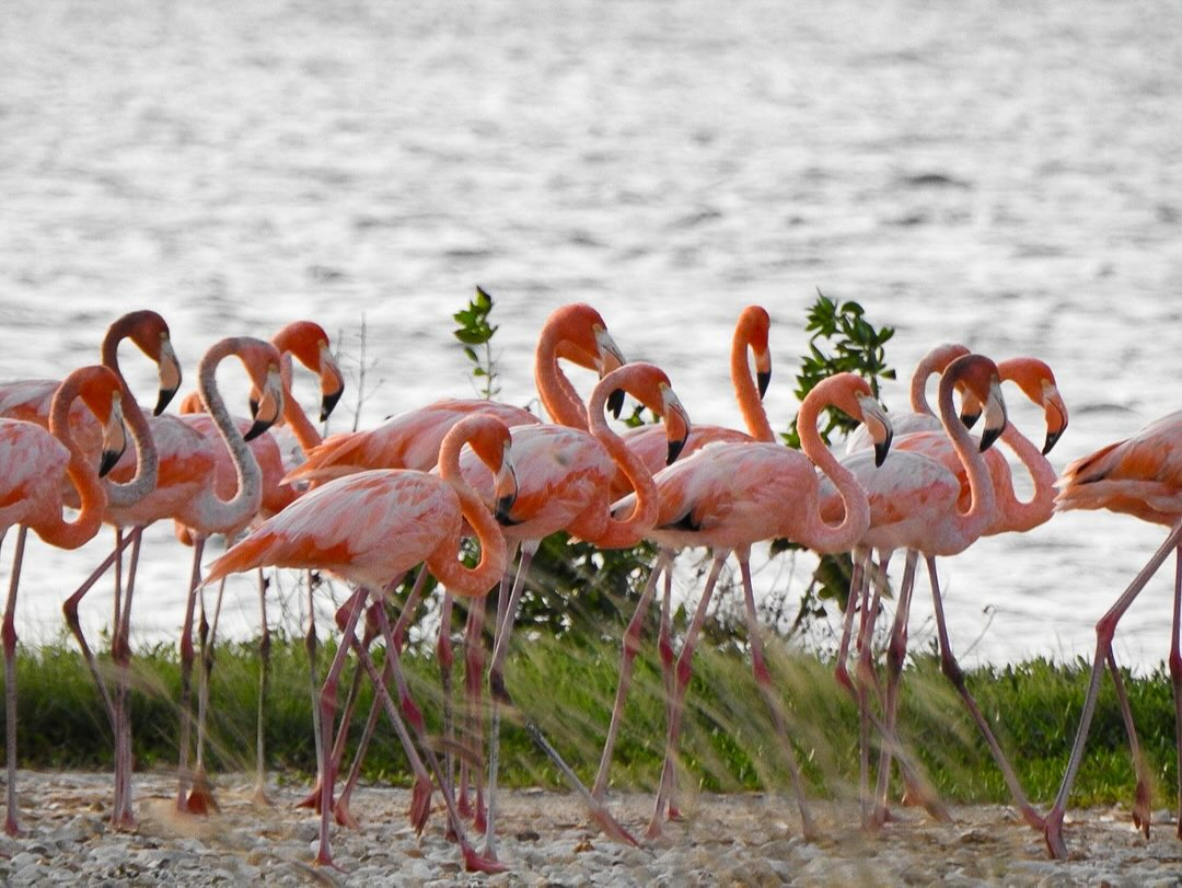 Asombran flamencos a campechanos