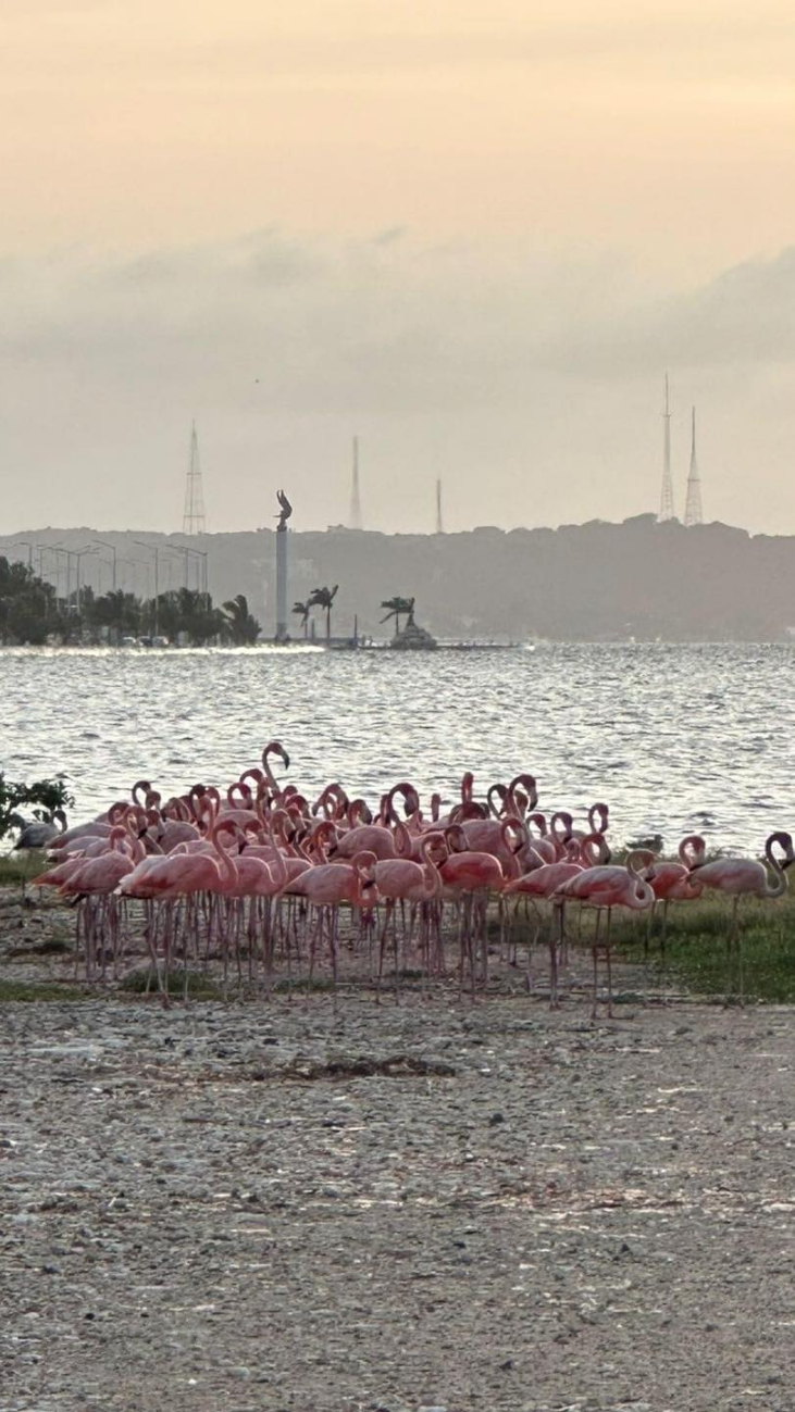 Flamencos regalan hermoso atardecer en Campeche