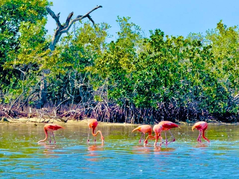 Se contabilizaron a al menos 66 especies de aves en la ría