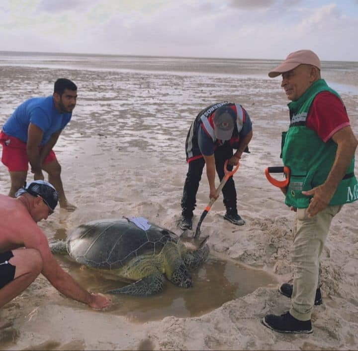 Con palas y manos, comenzaron a escarvar la arena para liberar a la tortuga