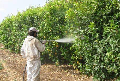 Plaguicidas tóxicos amenazan a las abejas en Hopelchén: Detectan contaminación en el aire  