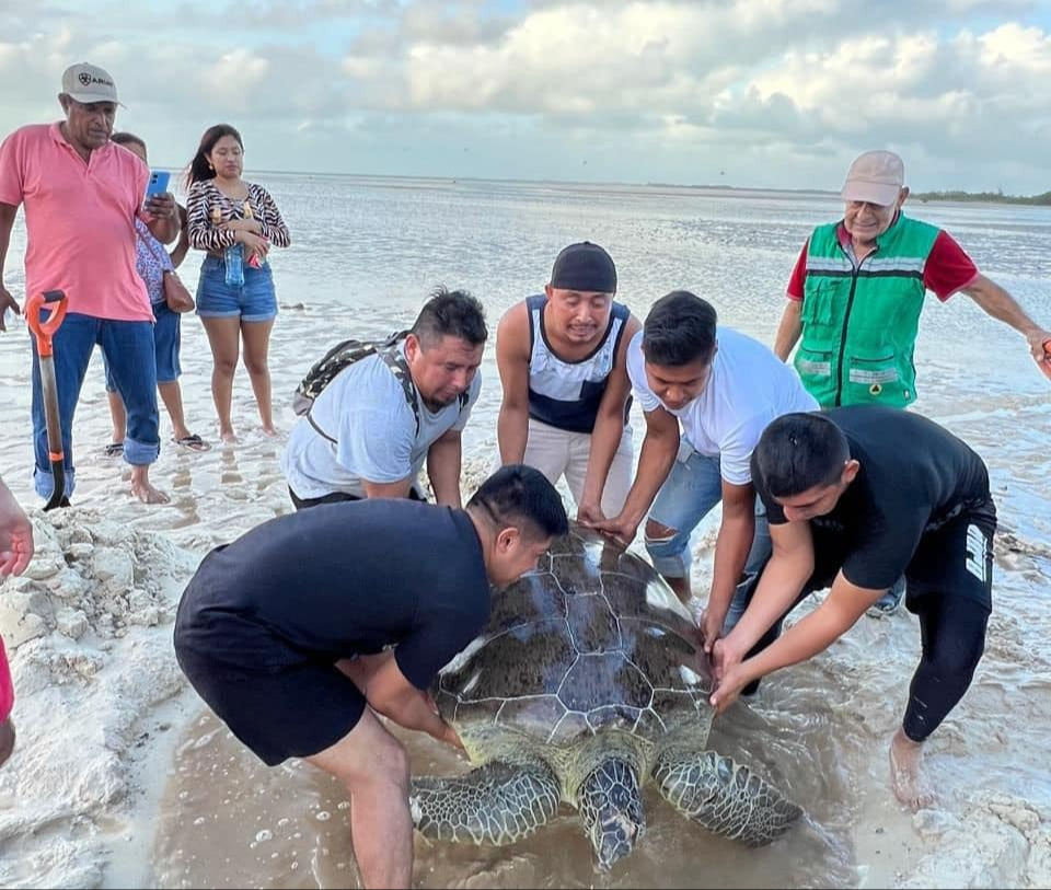 Isleños se percataron de la presencia de la tortuga, que no podía regresar al mar