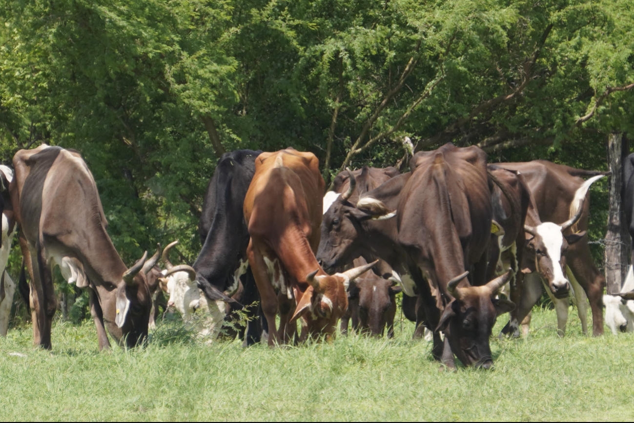 Cinco casos de rabia bovina en Campeche en 2024: Productores redoblan esfuerzos