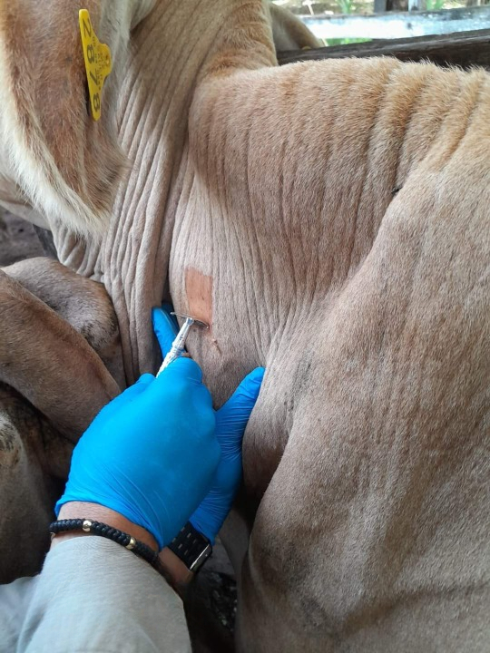 La vacunación es la mejor forma de prevenir la rabia bovina,