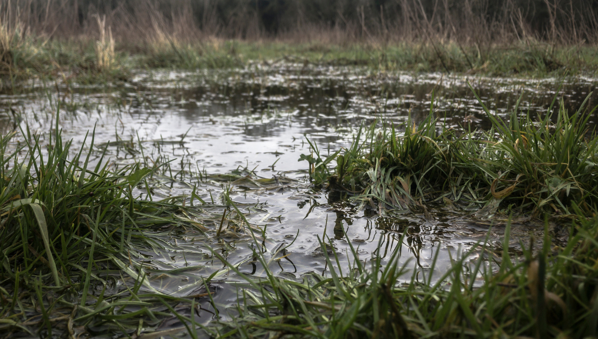 Los cultivos y pastizales están en riesgo por el exceso de agua, afectando también al ganado