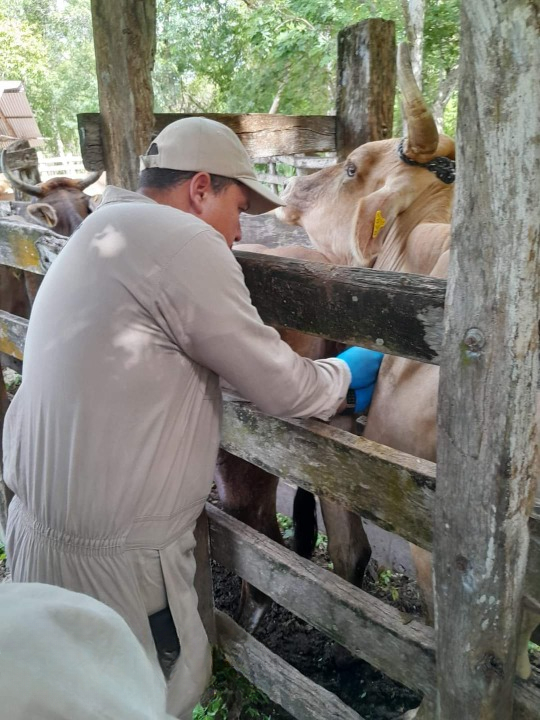 Separar al ganado más atacado por murciélagos y emplear métodos naturales para evitar mordeduras también es crucial