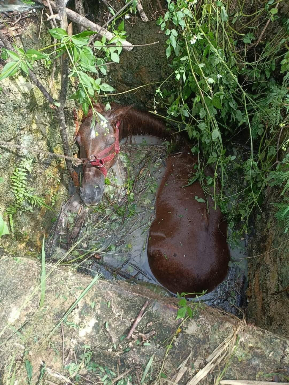 Personas cerca del área se percataron del accidente del animal.