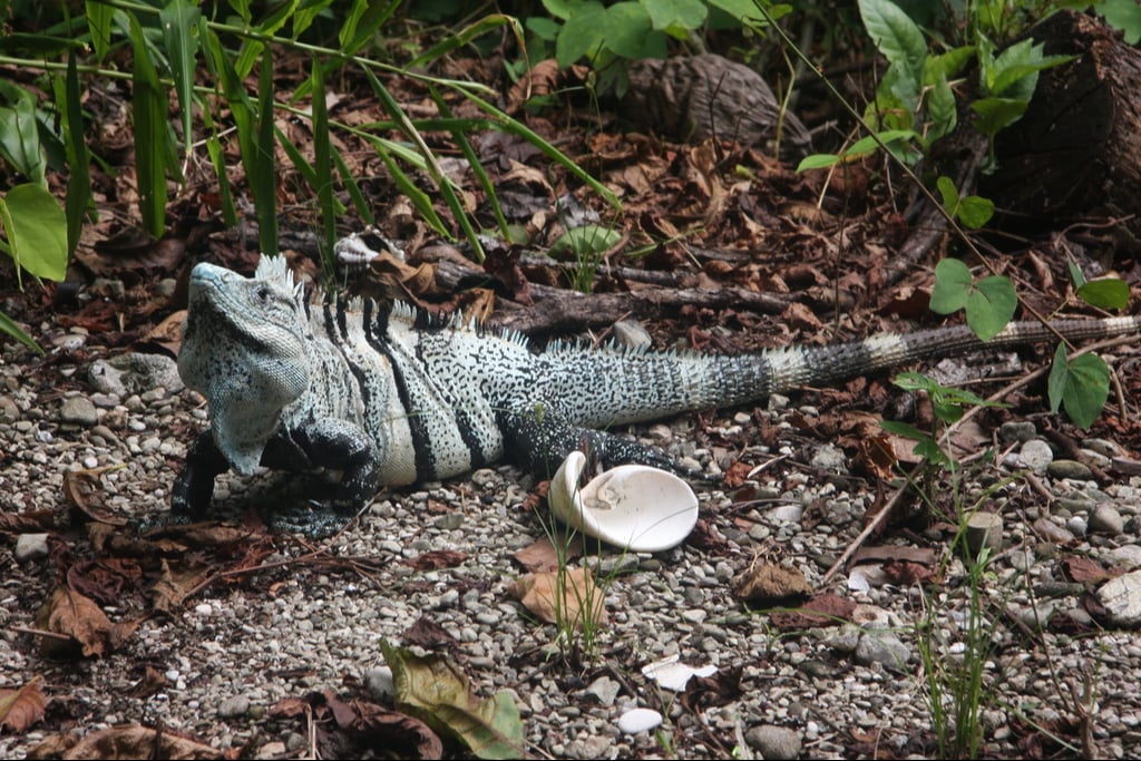 La iguana negra de cola espinosa es un reptil que habita en gran parte del sureste mexicano y de forma errónea se le conoce como Tolook