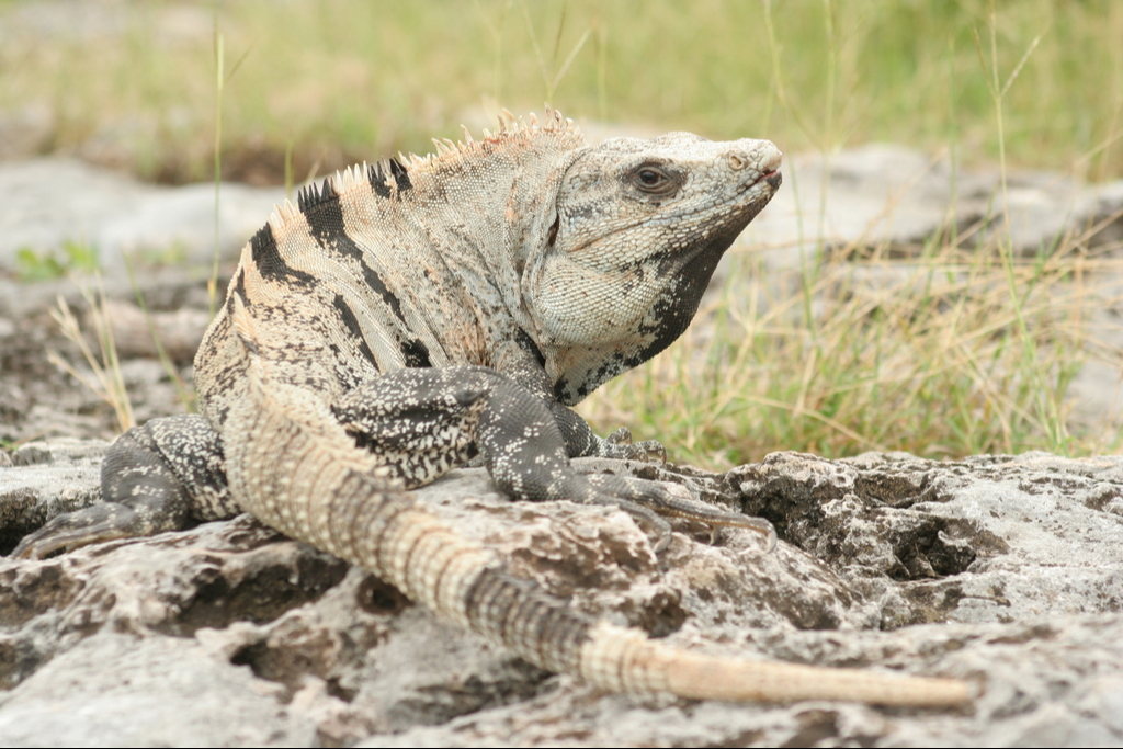 La iguana negra de cola espinosa no es el verdadero Tolook, revelan usuarios de las redes sociales