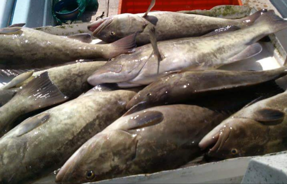 Antes de pandemia el kilo costaba 60 pesos, ahora está arriba de los 100 pesos