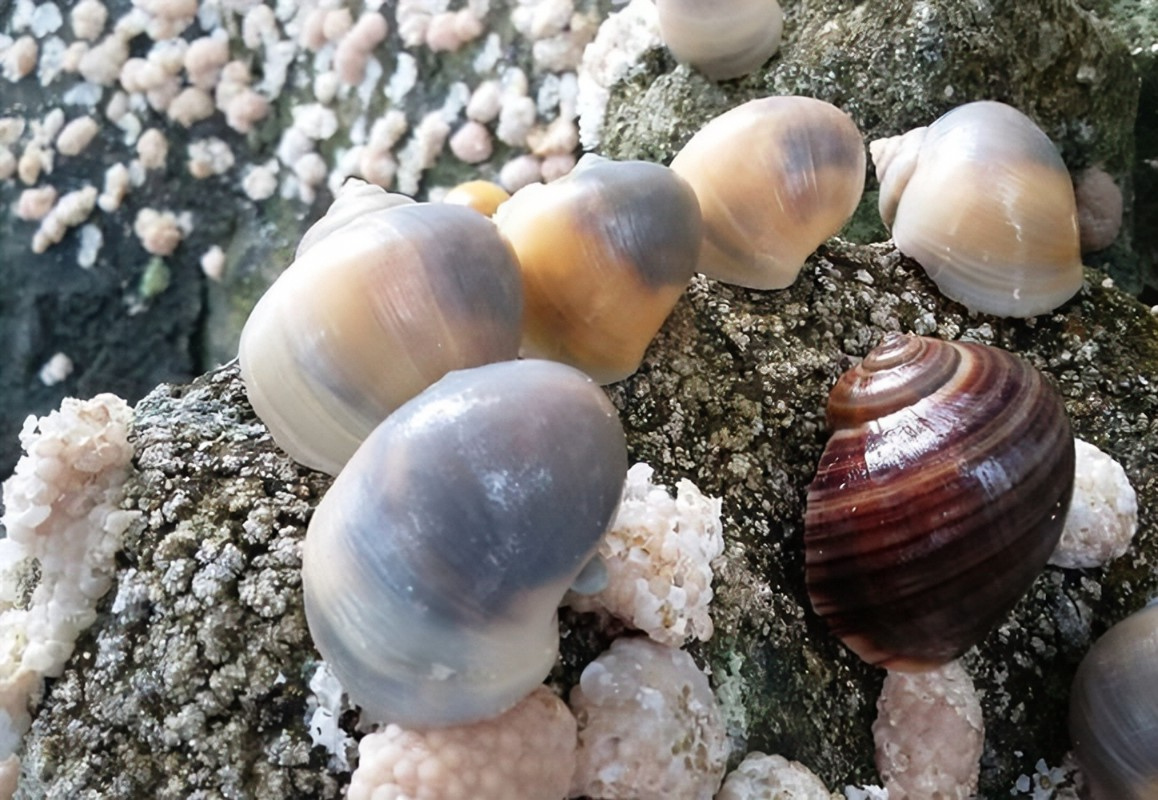 La cantidad de 283 caracoles ha logrado una alerta sobre la disminución del caracol chivita