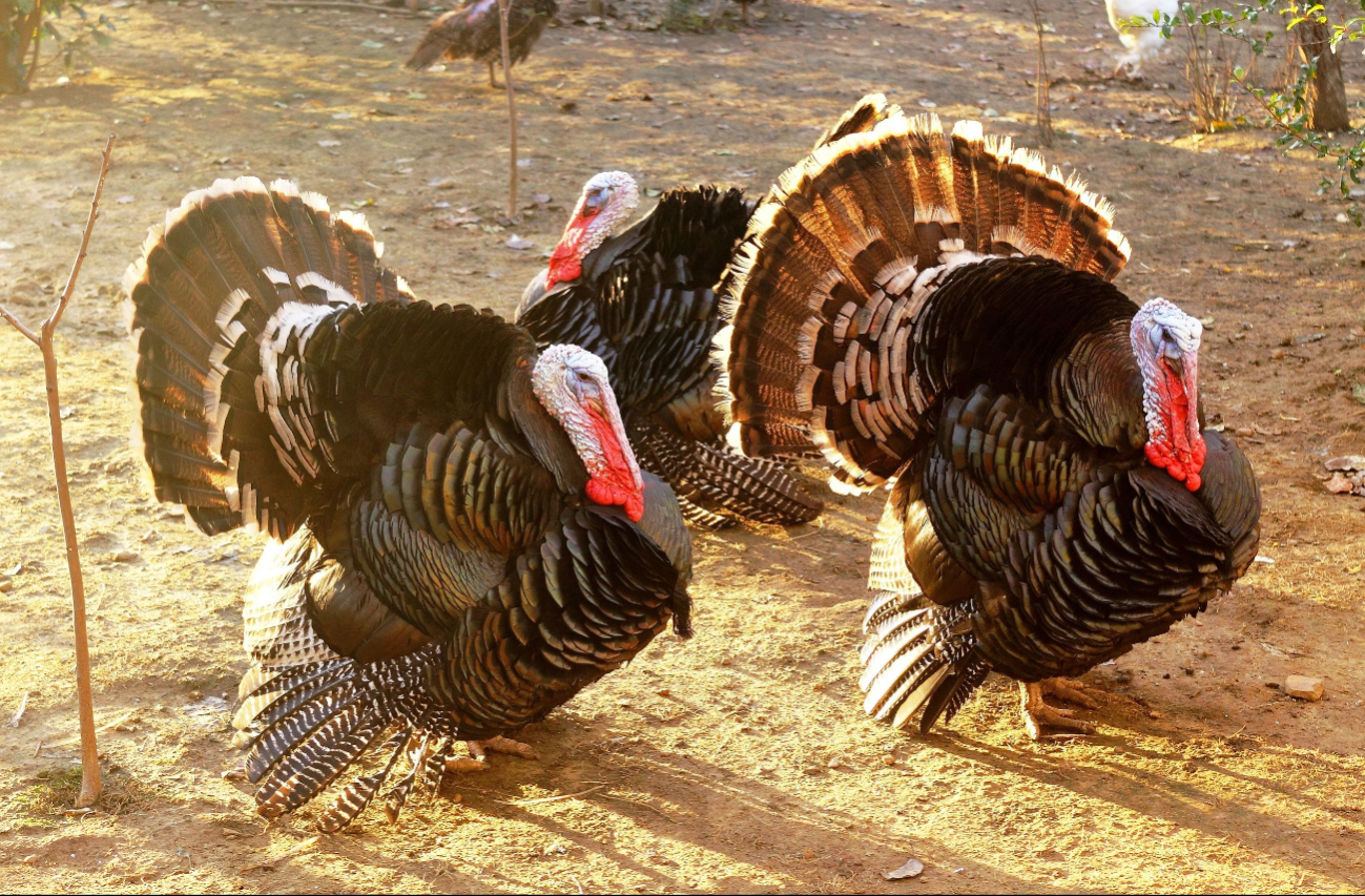 Thanksgiving: ¿Por qué se come pavo el Día de Acción de Gracias?