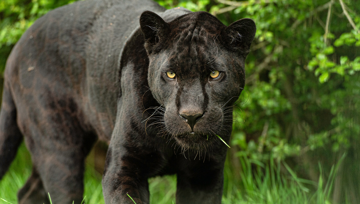 Al jaguar negro comúnmente se le llama "pantera negra".