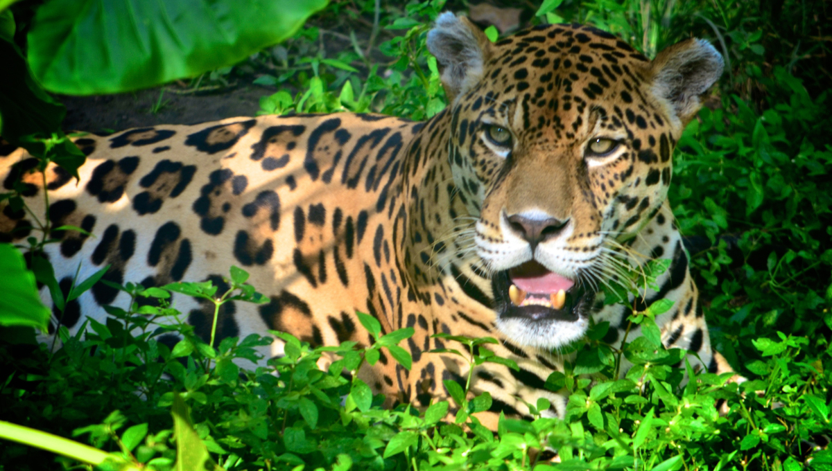 El jaguar está en peligro de extinción en Campeche debido a la deforestación, la fragmentación del hábitat y la caza ilegal