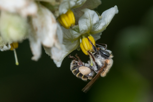 La abeja europea es la especie más abundante en territorio yucateco