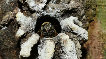 La abeja melipona beecheii fue cultivada por los mayas