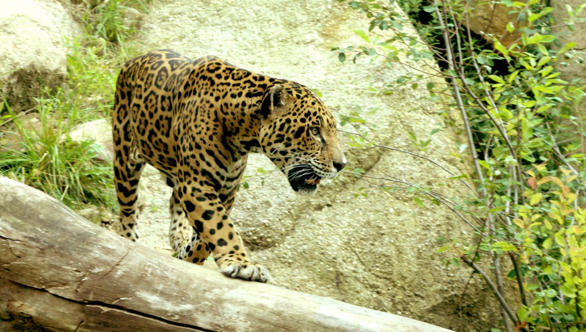 La conservación del jaguar es crucial para mantener el equilibrio ecológico