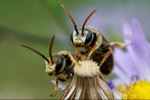 Las abejas son seres elementales para la naturaleza, que además ofrecen beneficios económicos para los apicultores