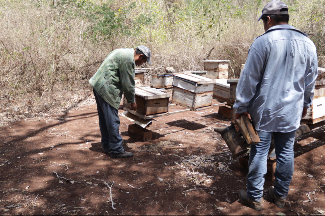 Pueblos mayas de Hopelchén ganan amparo contra agrotóxicos en defensa de las abejas