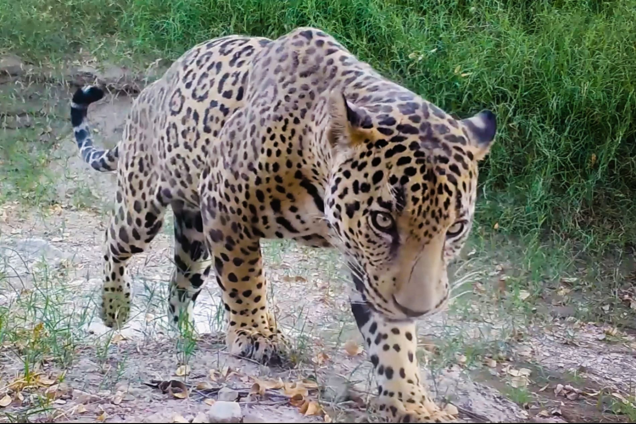 Jaguar, el verdadero rey de la selva ¿Cuántos ejemplares existen en Yucatán? 