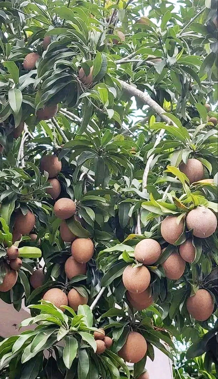 El kilo de chicozapote se vende a 300 pesos