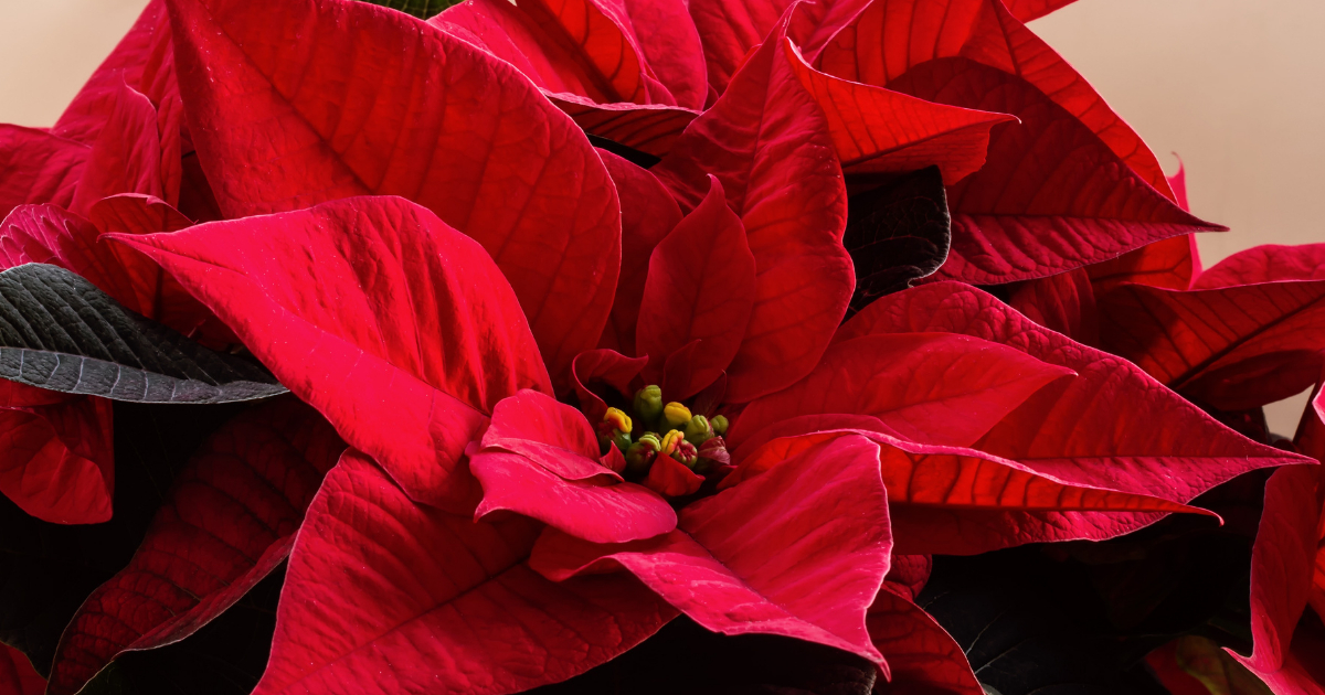 Poinsetia