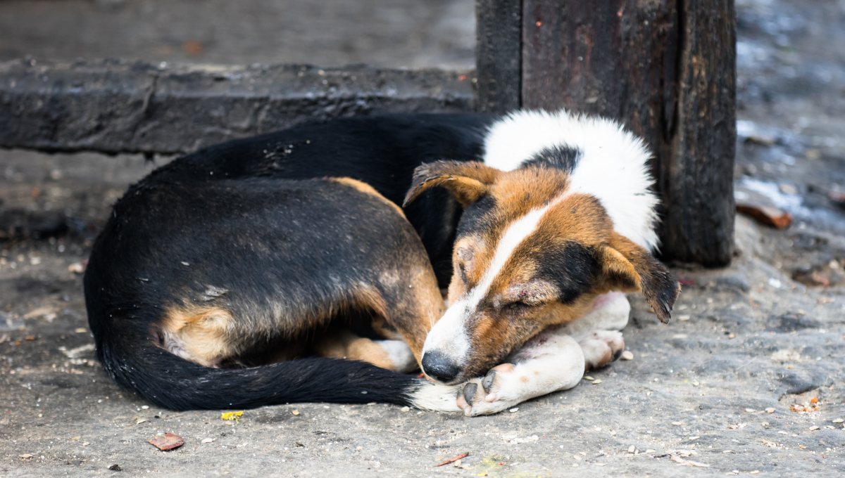 Vecinos de 10 de Mayo, en Escárcega, denuncian envenenamiento de perros