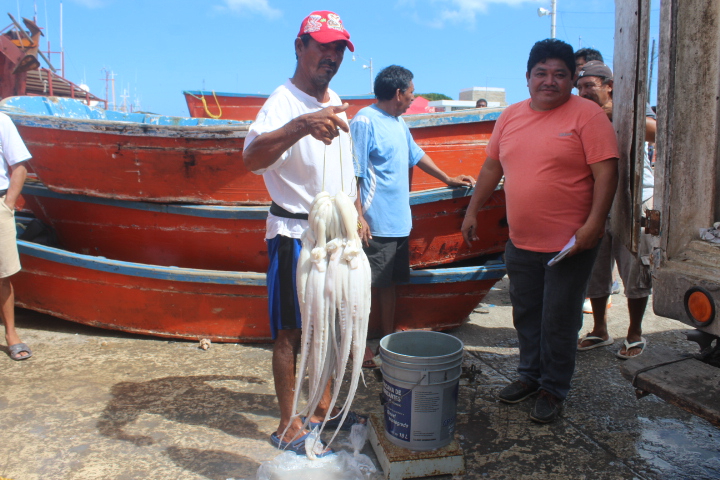 La Secretaría de Agricultura y Desarrollo Rural, a través de Conapesca, autorizó la ampliación de la temporada de captura de pulpo hasta el 31 de diciembre