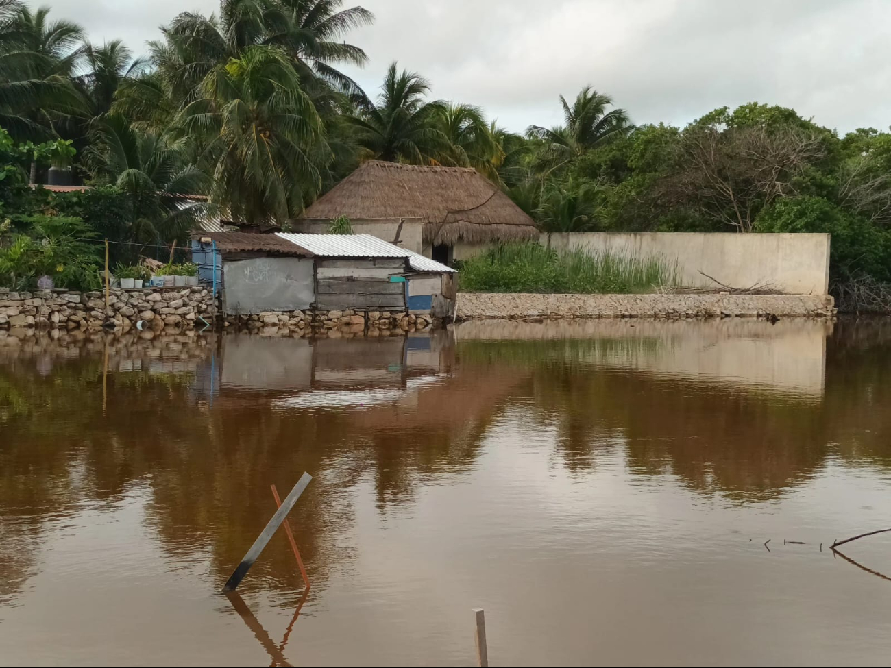  Cocodrilos invaden casas en Sinanché, Yucatán     