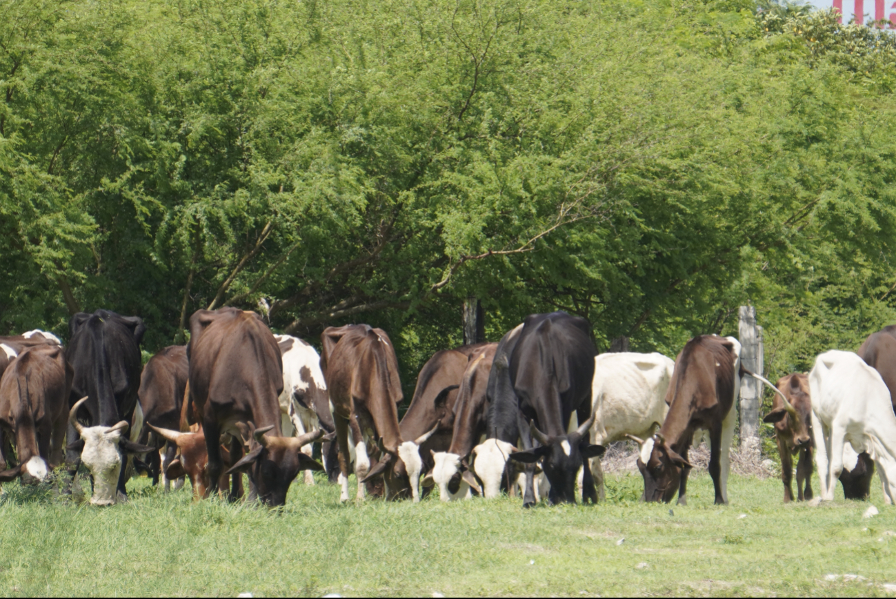 Rabia bovina bajo control en Campeche: Autoridades piden reportar sospechas de inmediato