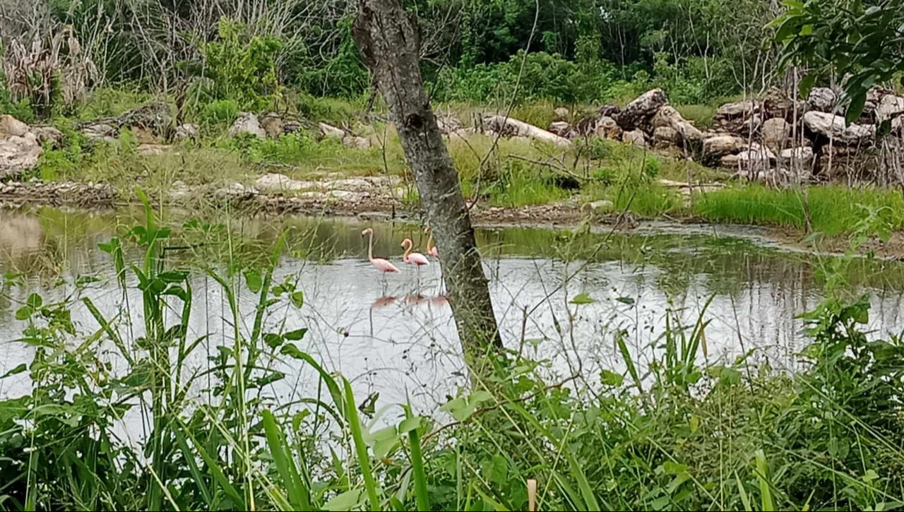 Los avistamientos han sido compartidos en redes sociales, destacando que los flamencos están en Champotón