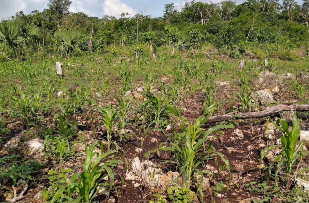 Pobladores de Isla Mujeres demandan monitoreo de la Cofepris   por agua contaminada