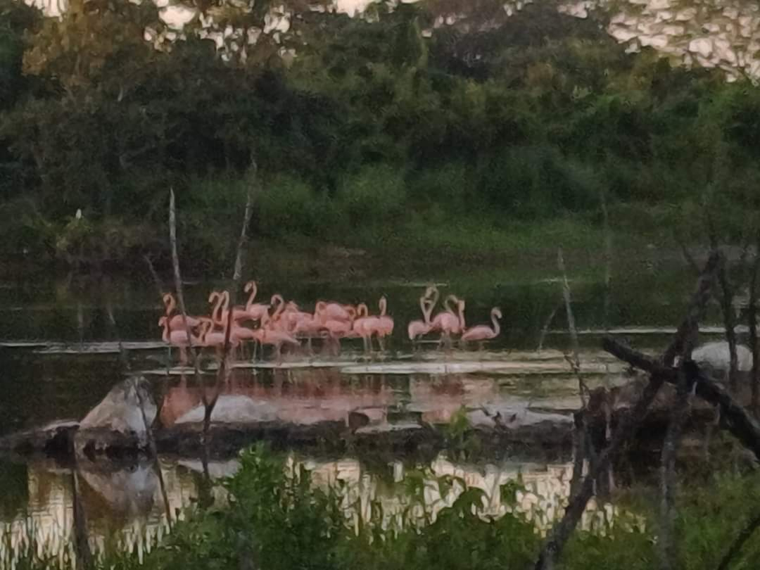  Avistan flamencos en costas de Champotón 