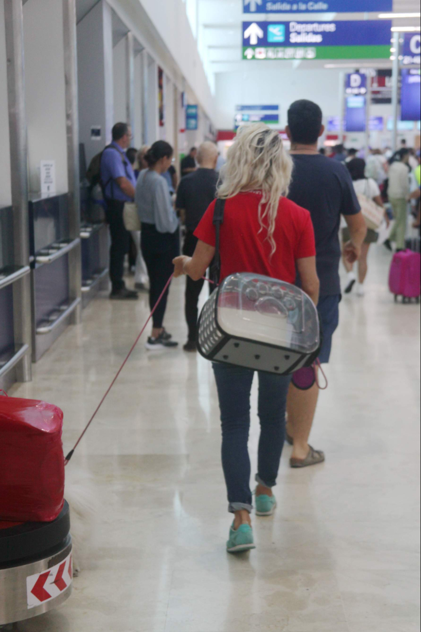 Aerolíneas cuentan con reglas para poder llevar a las mascotas en avión