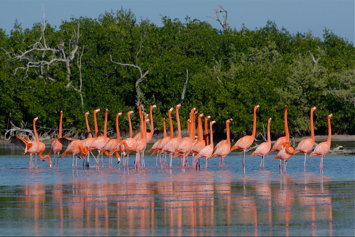 Isla Arena es conocida por sus humedales y manglares, ideales para los flamencos