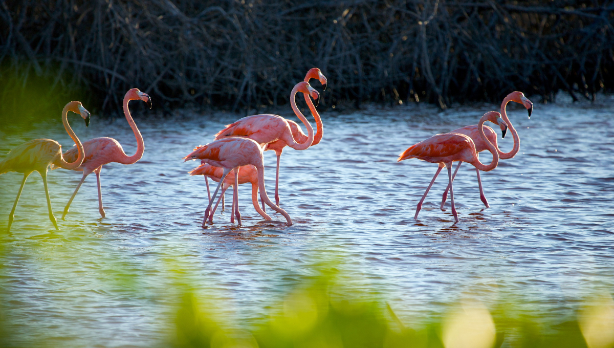 Recientemente se han reportado avistamientos de flamencos en las costas de Champotón