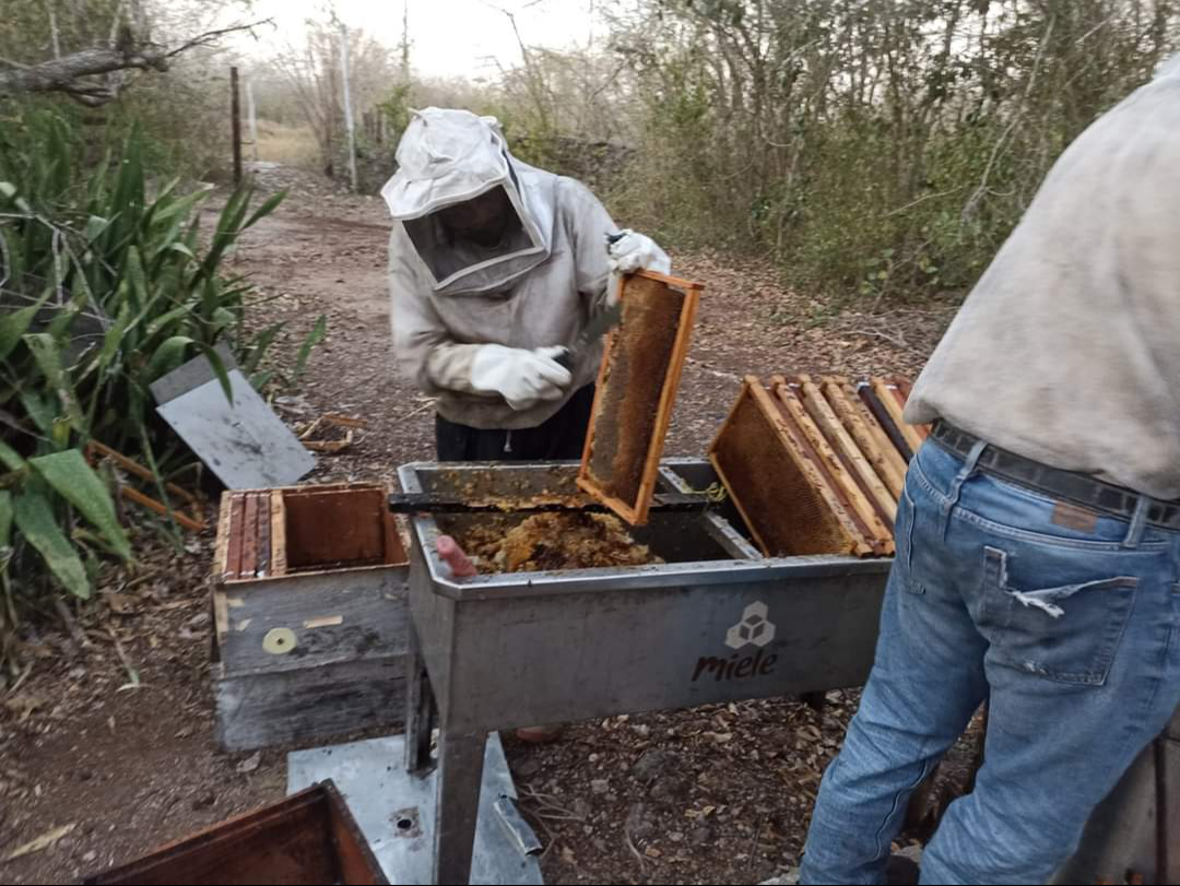 Apicultores de Yucatán fortalecen sus colmenas por los frentes fríos