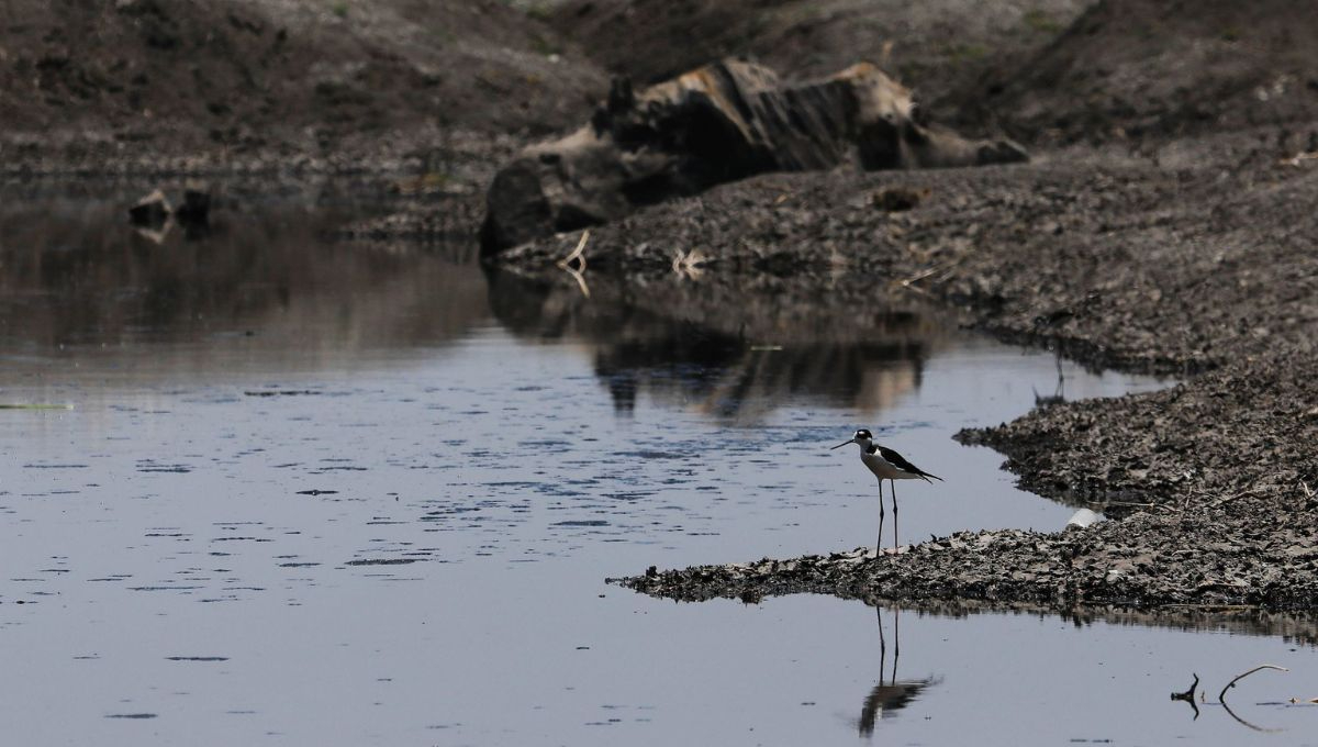 Conagua: Presas en México cierran temporada de lluvias con bajos niveles de agua