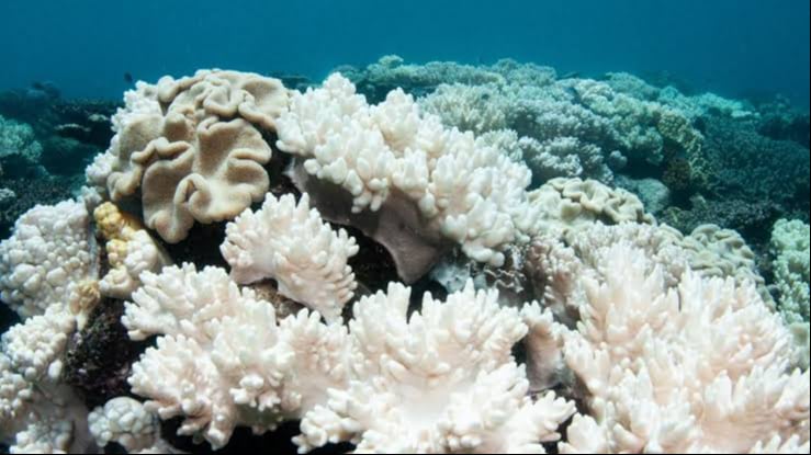 Arrecife de coral de Mahahual sufre blanqueamiento.