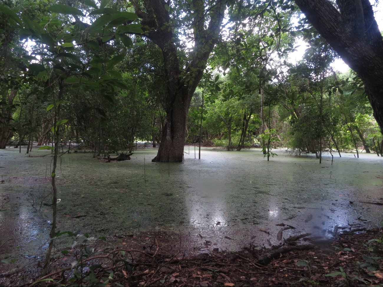  Ciudades mayas repuntaron en Campeche con la ingeniería hidráulica   