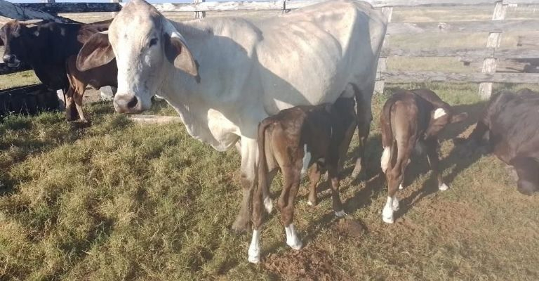 Los ganaderos de Carmen creen que también se deben inyectar recursos al sector pecuario, que ha sido abandonado