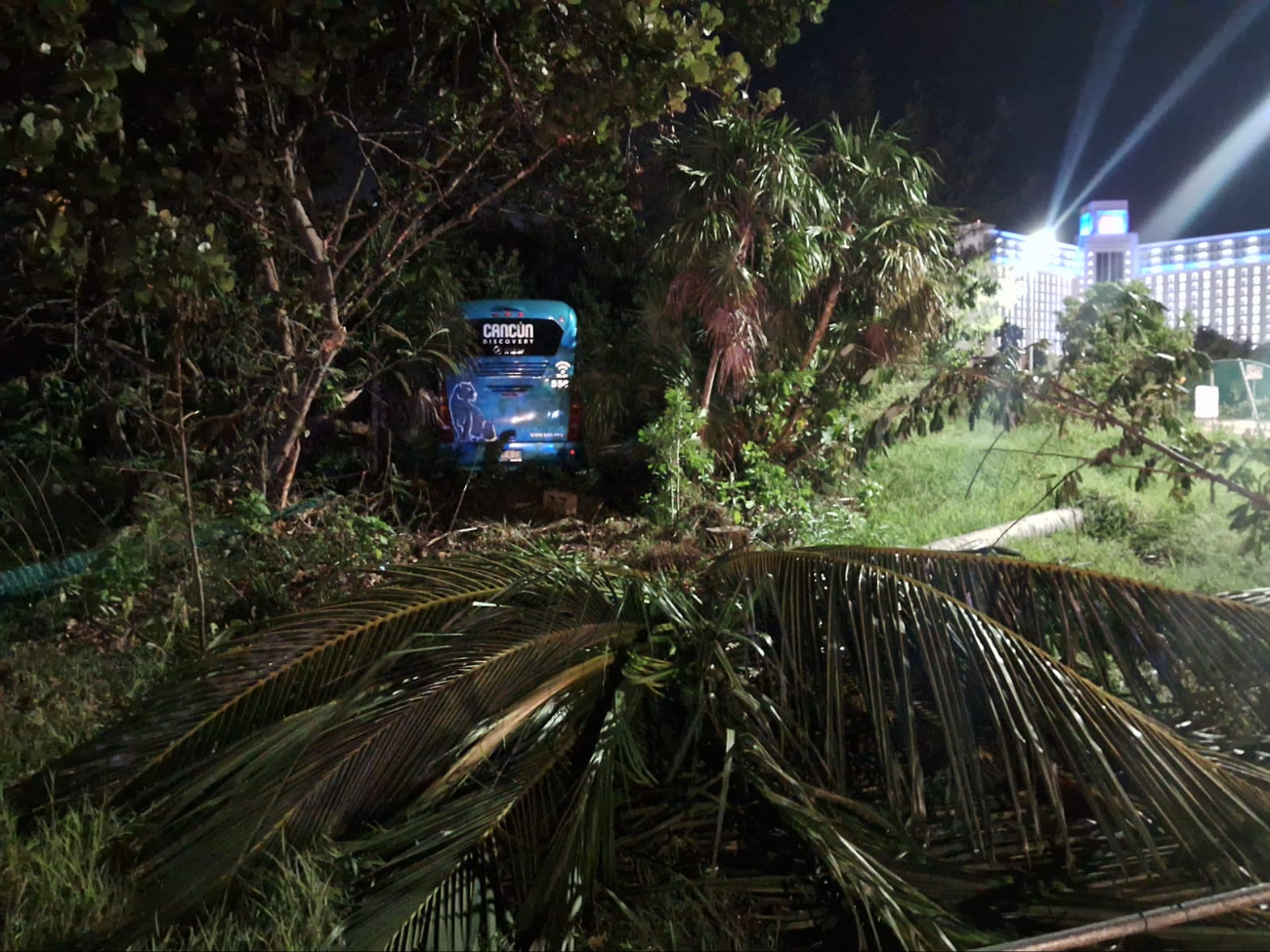 Debido a la falta de precaución, el camión ingresó a la vegetación destruyendo algunas palmeras