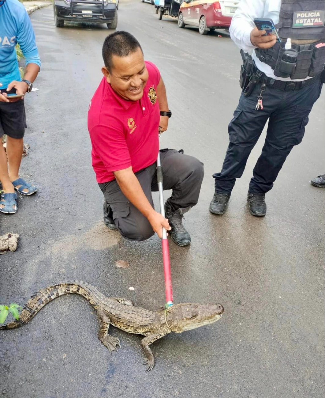 El reporte al 911 movilizó a los bomberos de Campeche, quienes capturaron al reptil en la calle Kikab